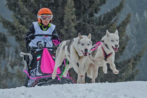 Campionato Europeo Di Sleddog Di Media E Lunga Distanza - Lavarone