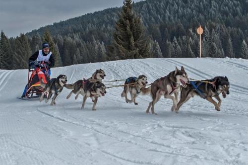 Campionato Europeo Assoluto Di Sleddog Di Sprint E Media Distanza - Lavarone