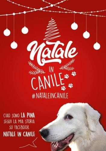 Natale In Canile - Riccione