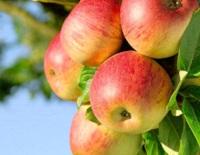 Corso Di Potatura Ed Innesto Del Melo - Alano Di Piave