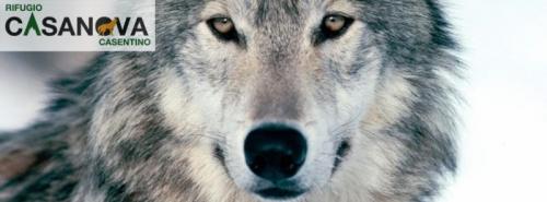 I Lupi E La Luna - Poppi