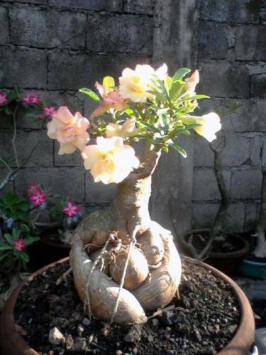 Orti Fioriti A Corciano - Corciano