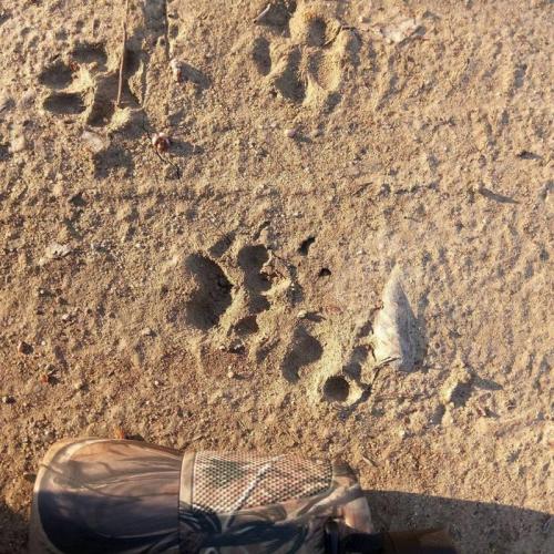 Il Tasso E La Volpe - Isola Sant'antonio