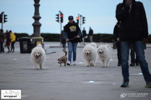 Trieste Solodoggyrun - Trieste
