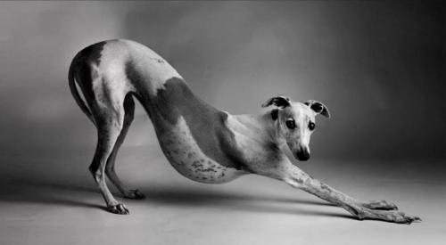 Click, Ed Ecco Una Fantastica Foto Del Tuo Cane! - Curtatone