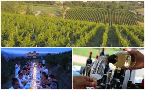 Andar Per Vigne In Emilia - 