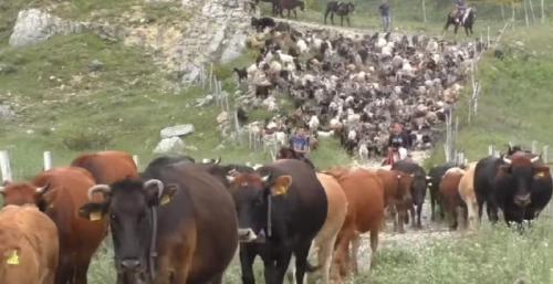 La Transumanza Da Gioiosa Marea A Longi - Gioiosa Marea