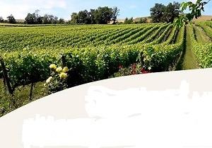 Festival Delle Quattro Province - Volpedo