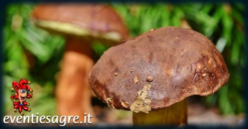 Il Palio Del Fungo A Albareto - Albareto