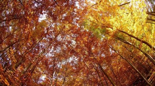 Il Bosco, Energia Da Vivere! A Lavarone - Lavarone