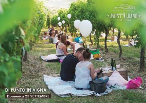 Di Punto In Vigna A Povoletto - Povoletto