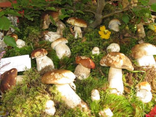 Sagra Del Fungo A Pontegrande - Bannio Anzino