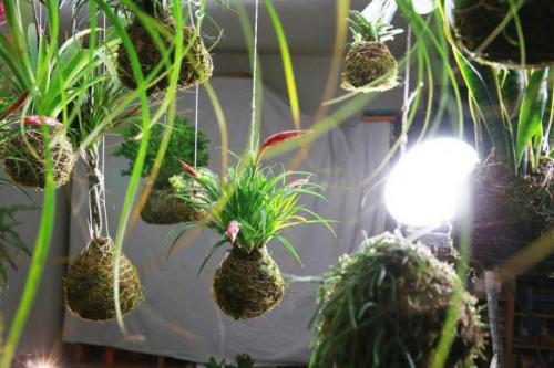 Esposizione Di Kokedama, Un Giardino Sospeso A Firenze - Firenze