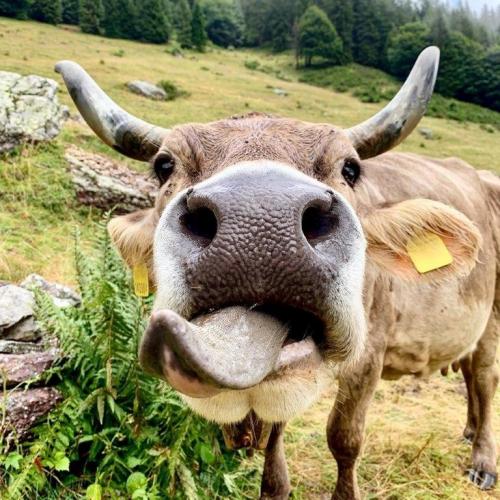 La Fiera Alpina Della Bruna Originaria - Lenna