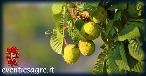 La Sagra Della Castagna A Quarrata - Quarrata