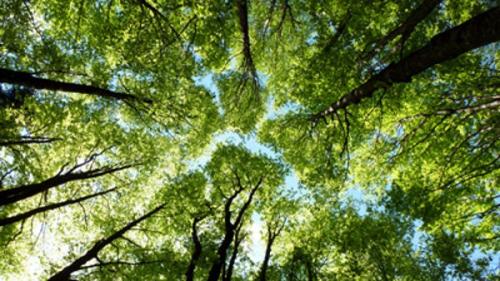 Giornata Nazionale Degli Alberi A Massa Lombarda - Massa Lombarda
