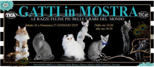 Esposizione Felina A Novara - Novara