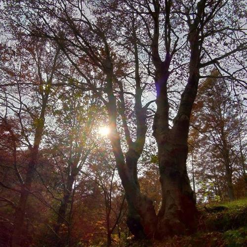 M'illumino Di Foresta A Giazza - Selva Di Progno
