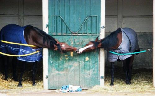 San Valentino All'ippodromo A Bologna - Bologna