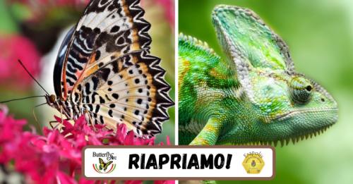 La Casa Delle Farfalle A Montegrotto Terme - Montegrotto Terme