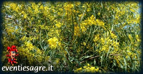Festa Della Donna A Cava De' Tirreni - Cava De' Tirreni