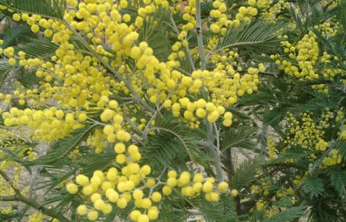 Celebrazione 8 Marzo In Caserma A Milano - Milano