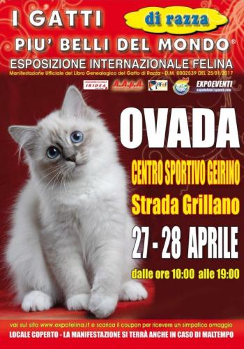 I Gatti Più Belli Del Mondo A Ovada - Ovada