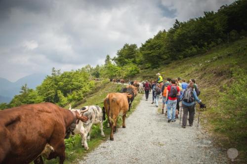Transumando L’antica Festa Della Transumanza - Piatto