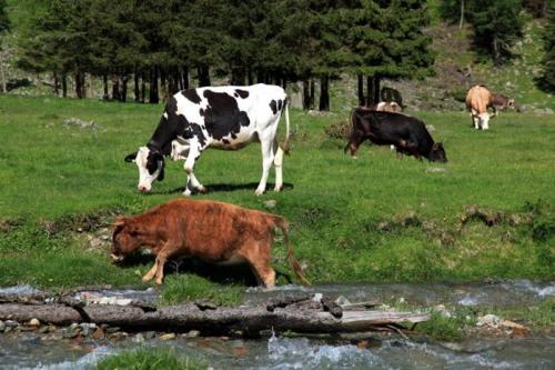 Mostra Zootecnica Mandamentale In Valmalenco - Lanzada