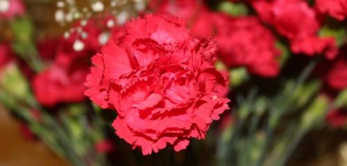 Festa Del Primo Maggio A San Lorenzo - Lugo