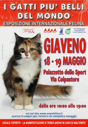 I Gatti Piu' Belli Del Mondo A Giaveno  - Giaveno
