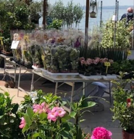 Mostra Mercato Di Fiori E Piante A Lazise - Lazise