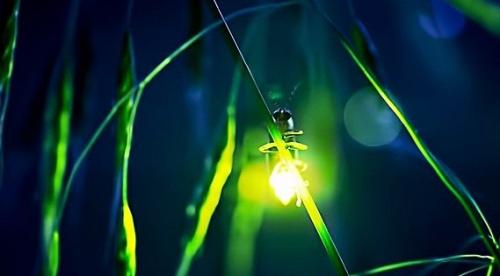 Tra Luppoli E Lucciole A Nazzano - Nazzano