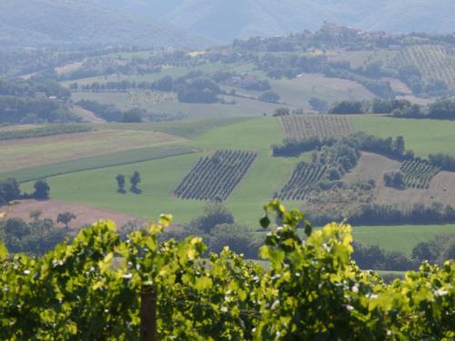Matelica Wine Festival Per Il Grand Tour Delle Marche - Matelica