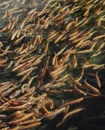 Sagra Della Trota A Bedonia - Bedonia