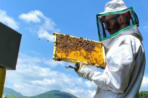 Apicoltore Per Un Giorno A Fabriano - Fabriano