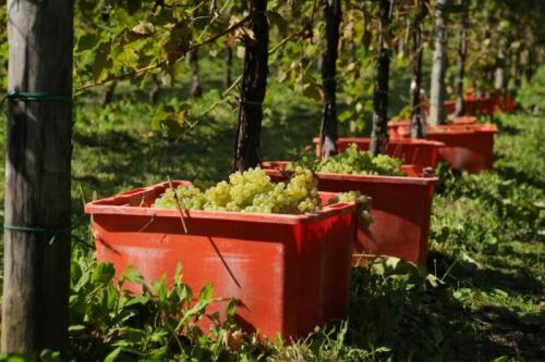 Vendemmia Solidale A Le Manzane - San Pietro Di Feletto