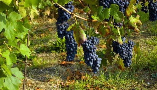 Cantine Aperte In Vendemmia In Piemonte - 