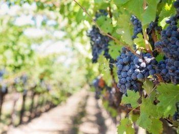 Festa Della Pigiatura E Della Polenta A Scipione - Salsomaggiore Terme