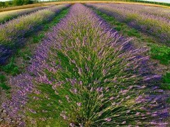 Le Piante Magiche - Laboratorio Gratuito Per Bambini - Mezzani