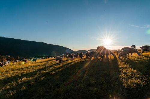 Magico Autunno Cimbro In Trentino - 