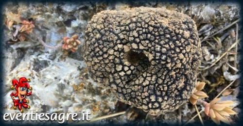La Festa Del Tartufo A Cagli - Cagli