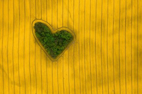 Music For Picture A Siena - Siena