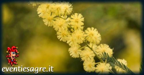 La Festa Della Donna A Foggia - Foggia