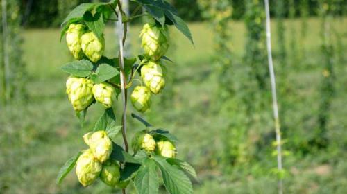 Tramonto Di Primavera In Luppoleto - Illasi