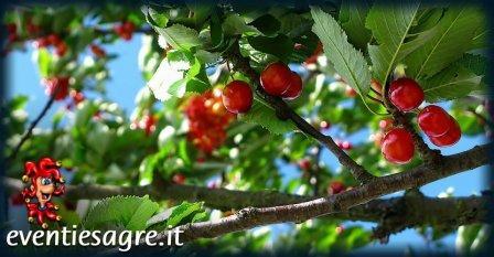 Mercato Settimanale Di Arese - Arese