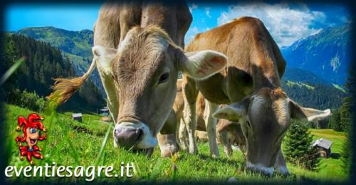 Mercato Settimanale Di Noventa Di Piave - Noventa Di Piave