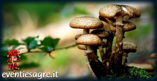 Mercato Settimanale Di Dronero - Dronero