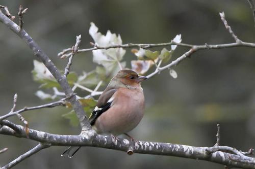 Autunno In Valdinievole - 