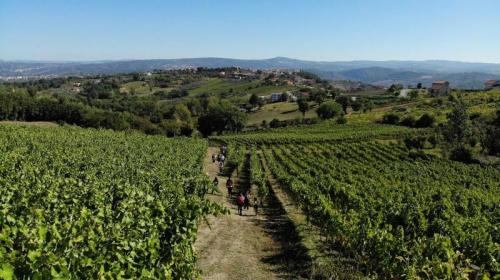 Trekking In Vigna A Lapio - Lapio